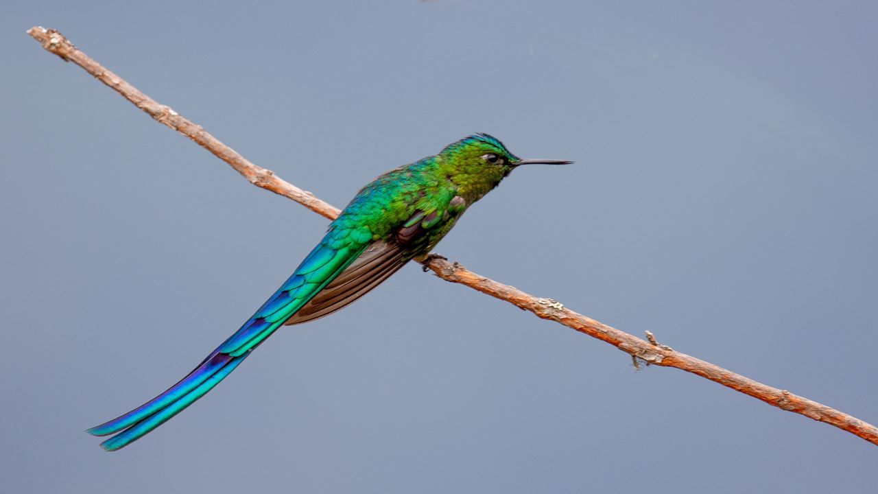Machu Picchu Birding Tour From Ollantaytambo (7)