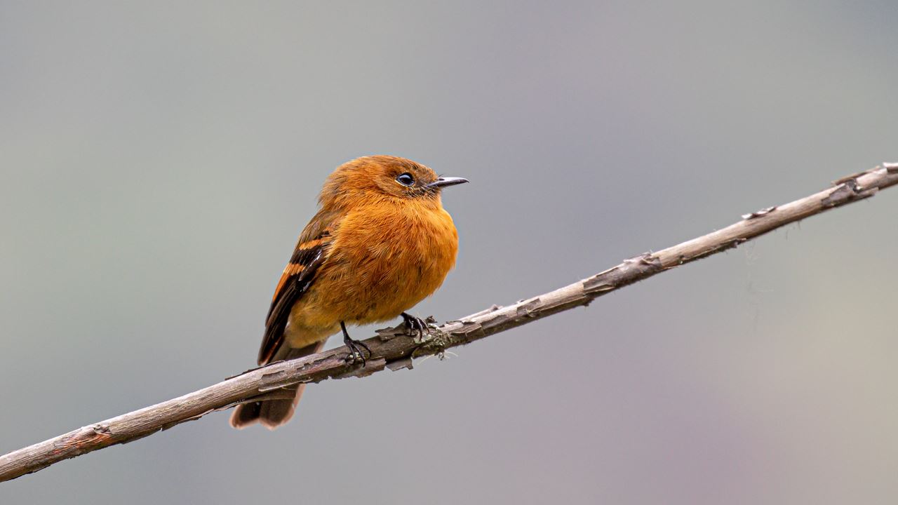 Machu Picchu Birding Tour From Ollantaytambo (1)