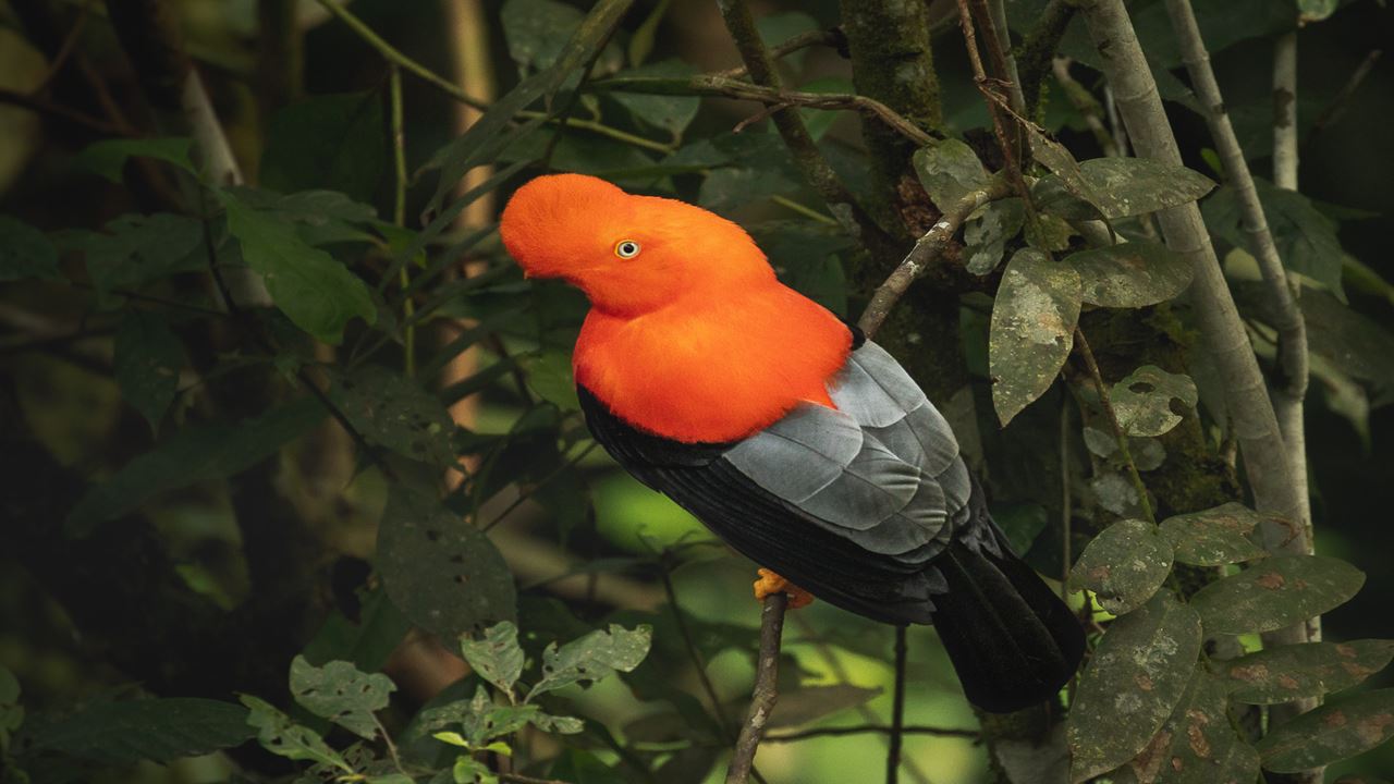 Machu Picchu Birding Tour From Ollantaytambo (4)