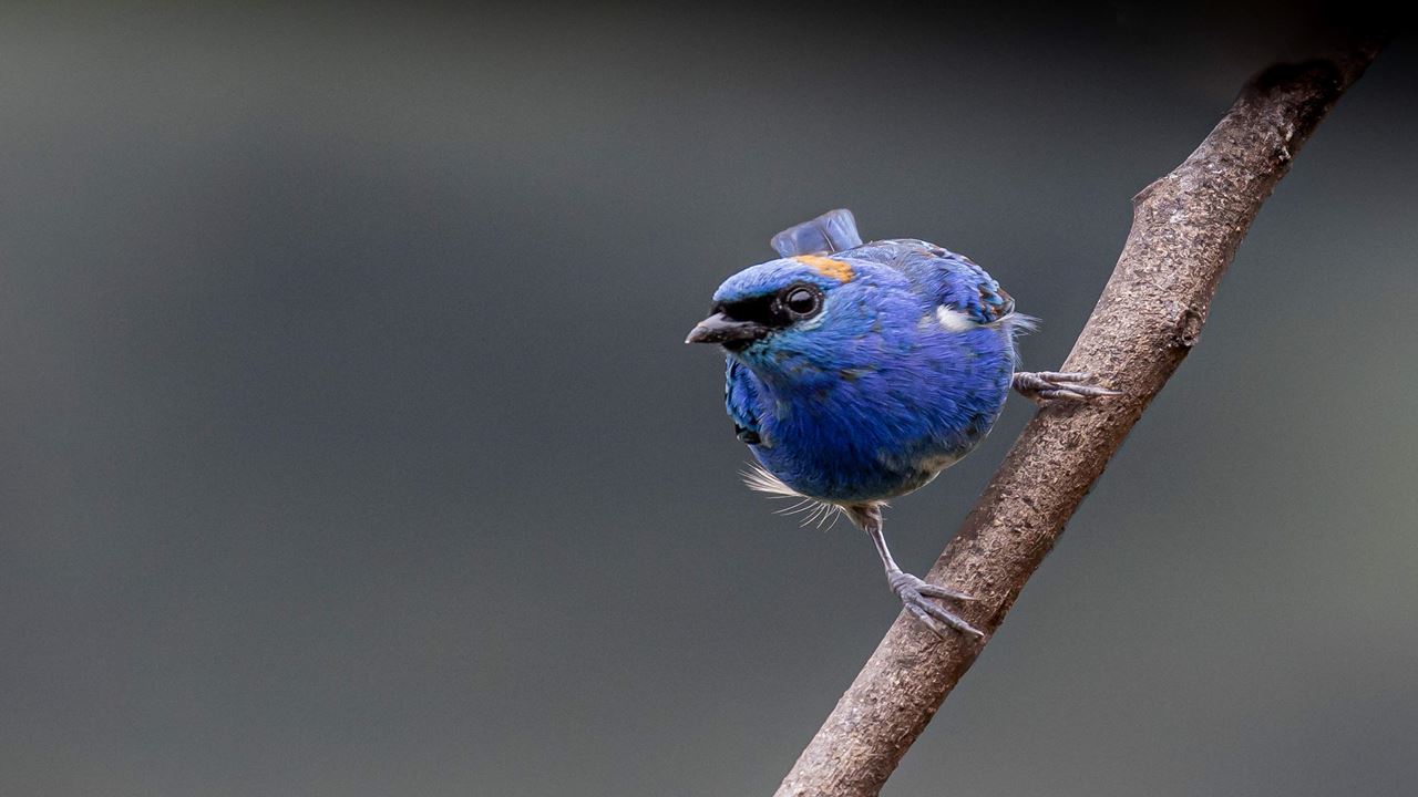 Machu Picchu Birding Tour From Ollantaytambo (2)