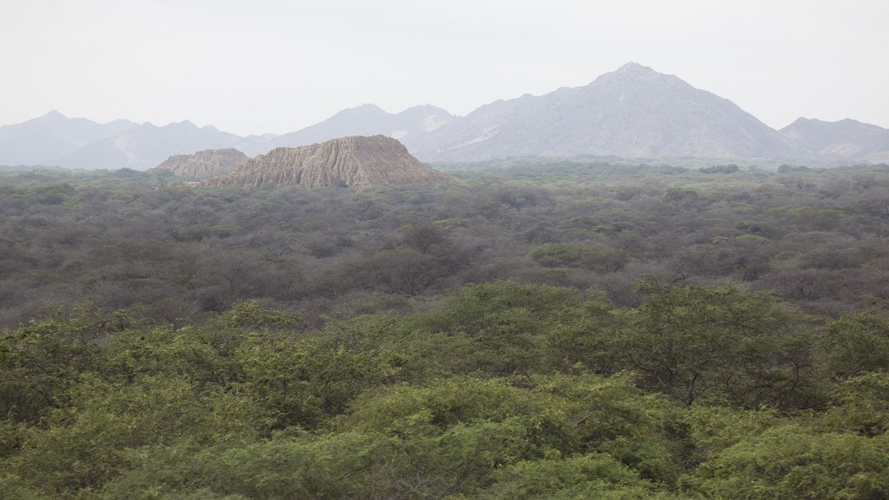 Floresta Pomac E Museu Sican foto 10
