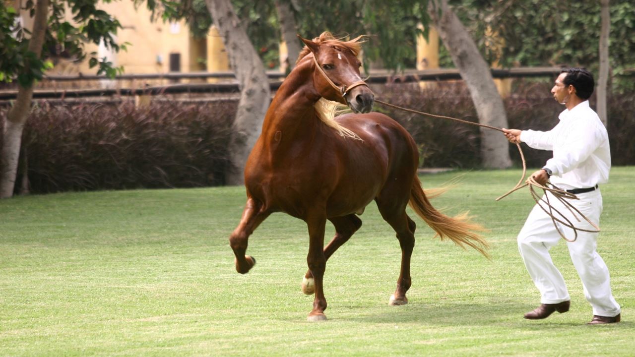 Peruvian Paso Horse & Marinera With Lunch foto 8