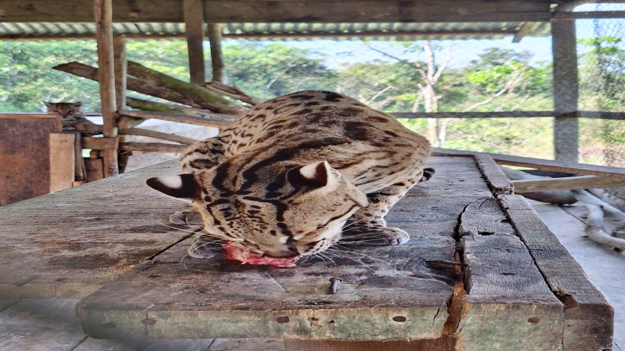 Canopy, Ponte Pênsil E Centro De Resgate De Animais foto 9