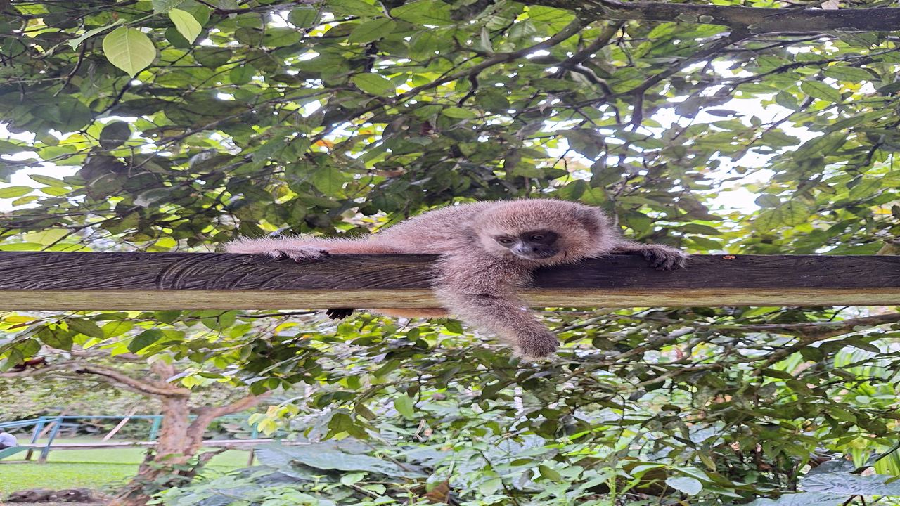 Isla De Los Monos foto 9