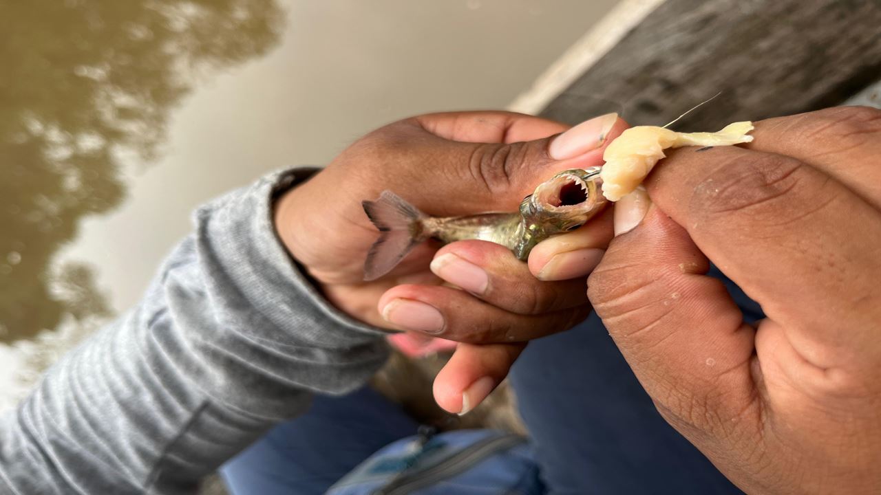 Isla De Los Monos foto 5