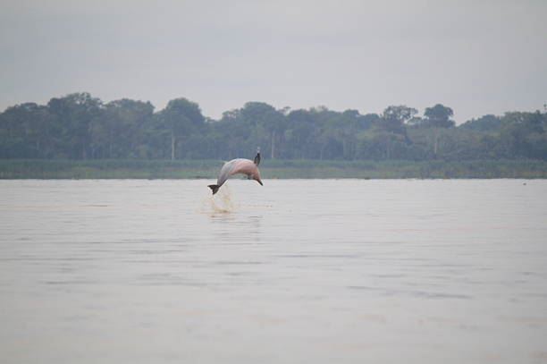 Isla De Los Monos foto 10