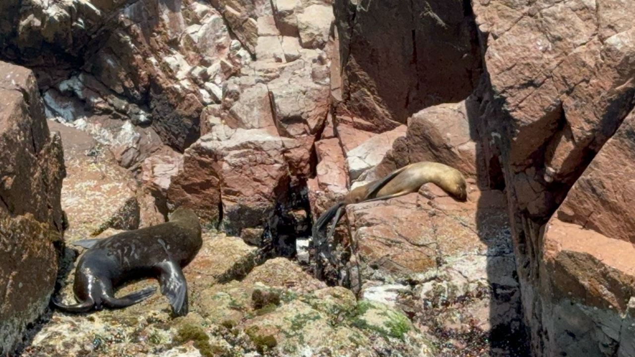 Islas Ballestas Y Reserva Nacional Desde Puerto San Martin foto 6