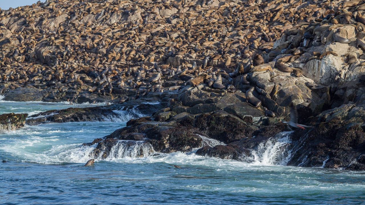 Palomino Islands Sea Lion Swimming Tour From Lima
(8)