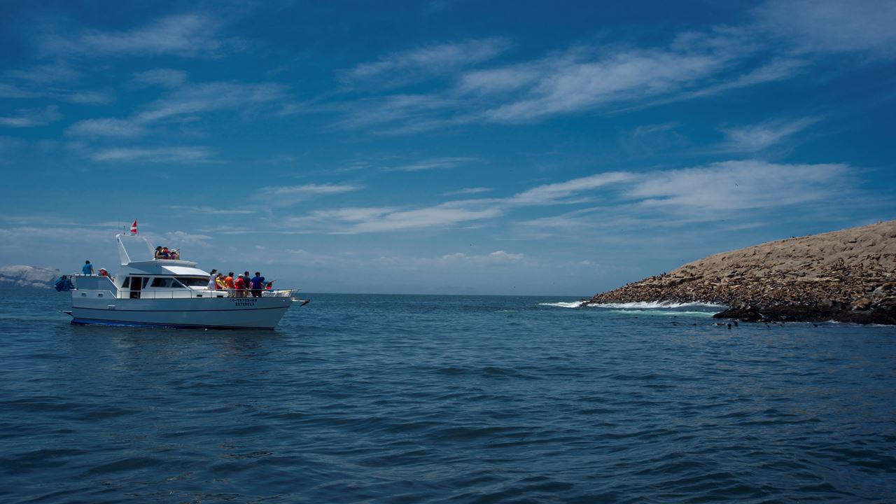 Palomino Islands Sea Lion Swimming Tour From Lima
(2)