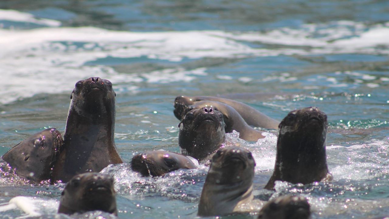 Palomino Islands Sea Lion Swimming Tour From Lima
(3)