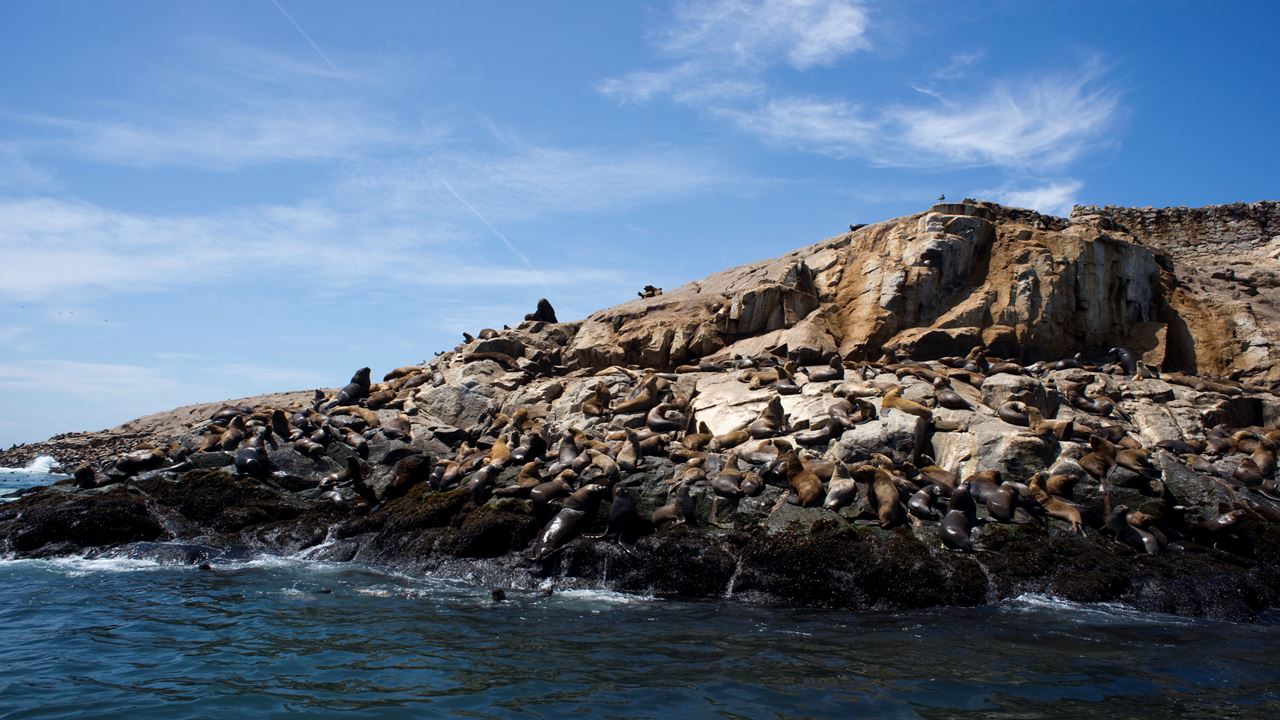 Palomino Islands Sea Lion Swimming Tour From Lima
(4)