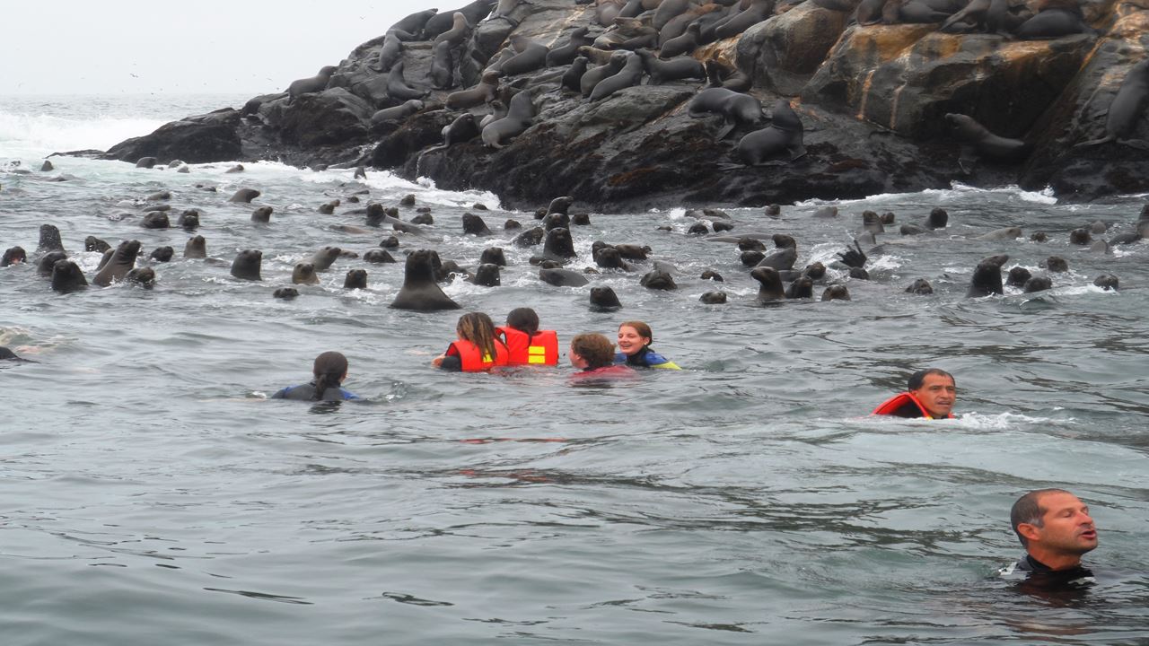 Palomino Islands Sea Lion Swimming Tour From Lima
(7)