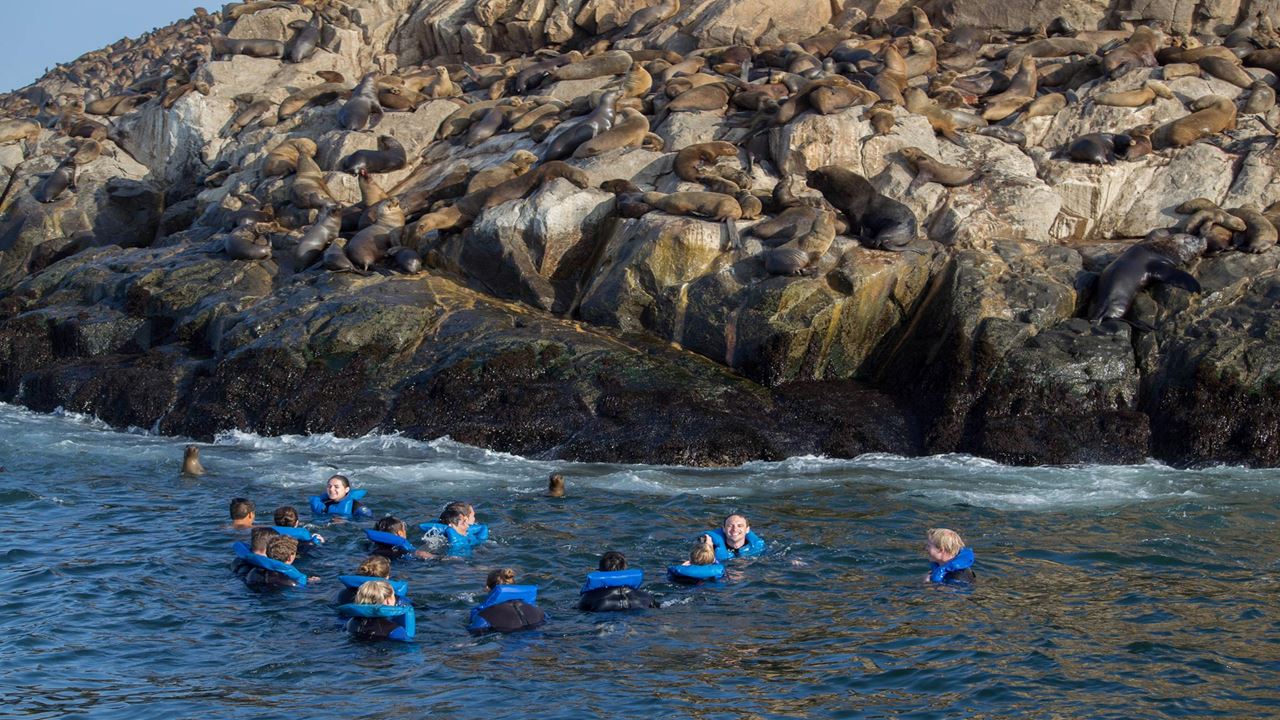 Palomino Islands Sea Lion Swimming Tour From Lima
(1)