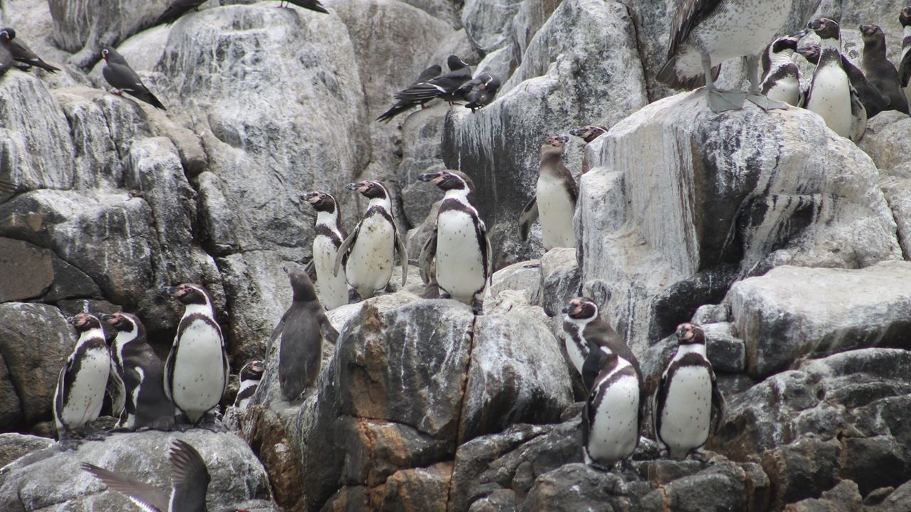 Palomino Islands Sea Lion Swimming Tour From Lima
(9)