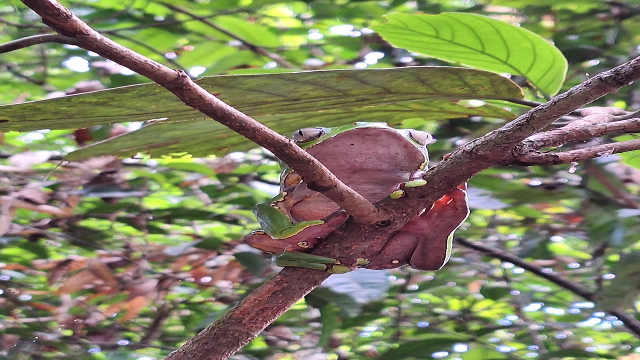 Fazenda De Borboletas Pilpintuwasi E Comunidades Nativas foto 13