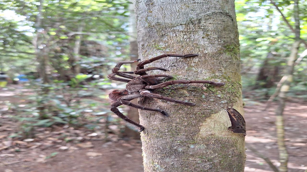 Fazenda De Borboletas Pilpintuwasi E Comunidades Nativas foto 12