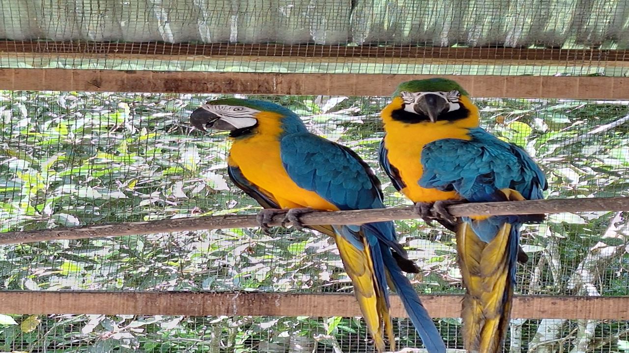 Fazenda De Borboletas Pilpintuwasi E Comunidades Nativas foto 11