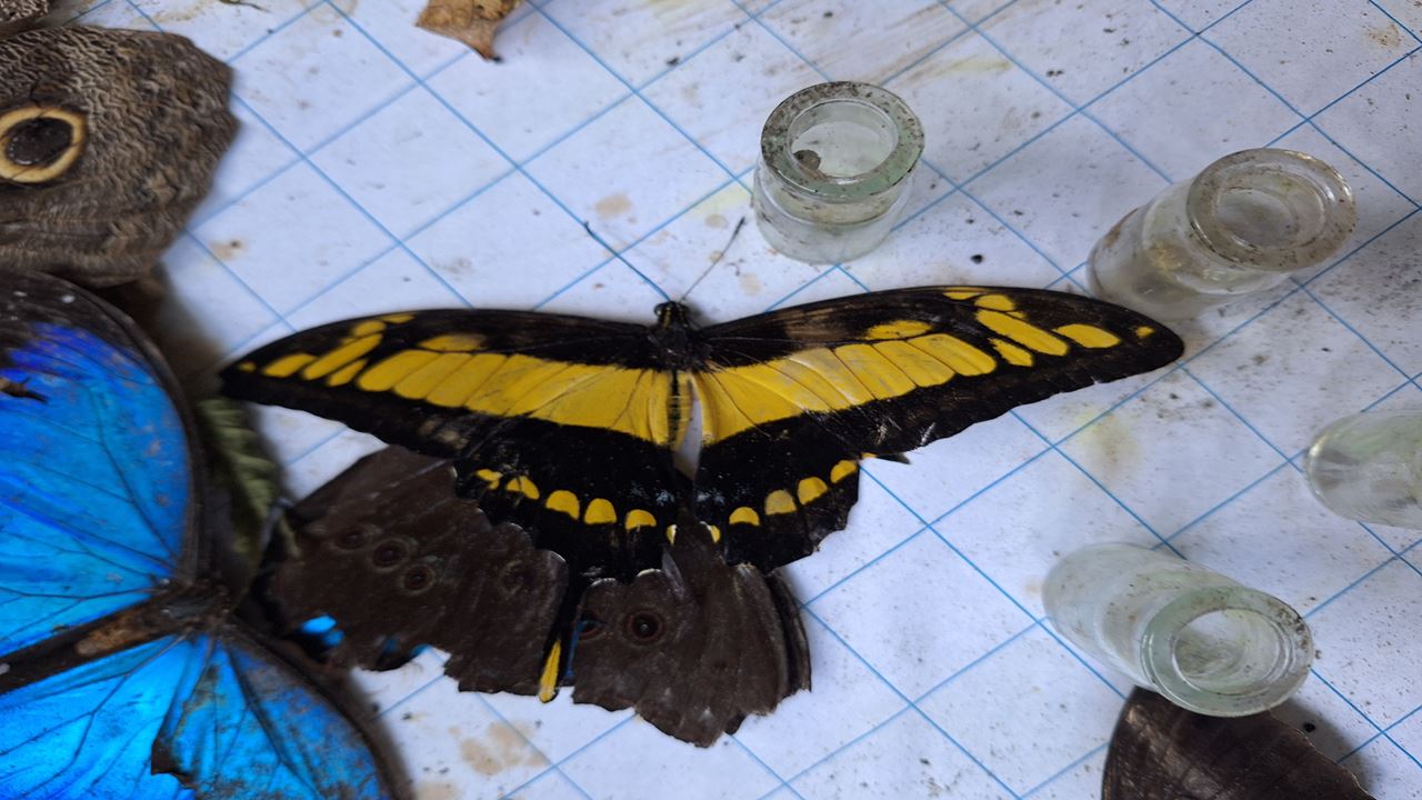 Fazenda De Borboletas Pilpintuwasi E Comunidades Nativas foto 5