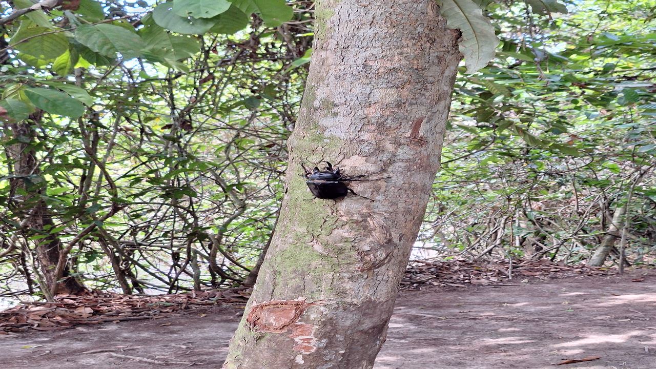 Fazenda De Borboletas Pilpintuwasi E Comunidades Nativas foto 10