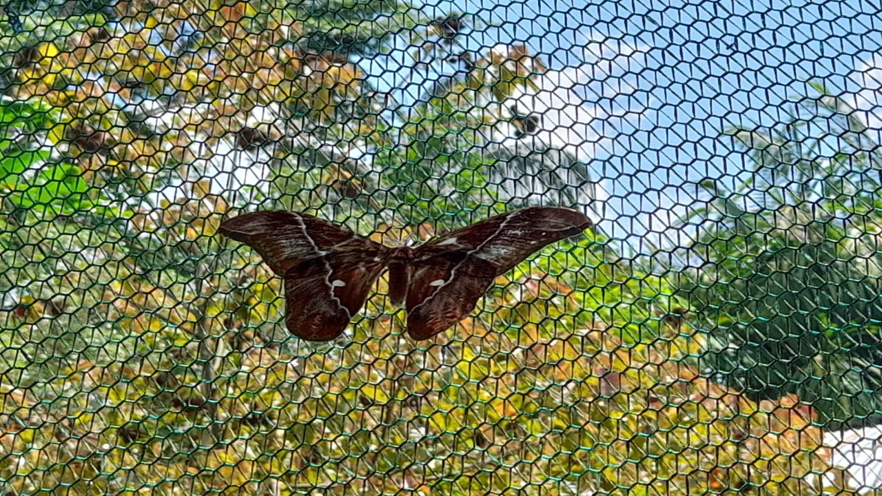 Fazenda De Borboletas Pilpintuwasi E Comunidades Nativas foto 2