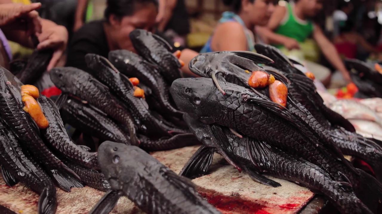 Mercado De Belém E Veneza Amazônica foto 6