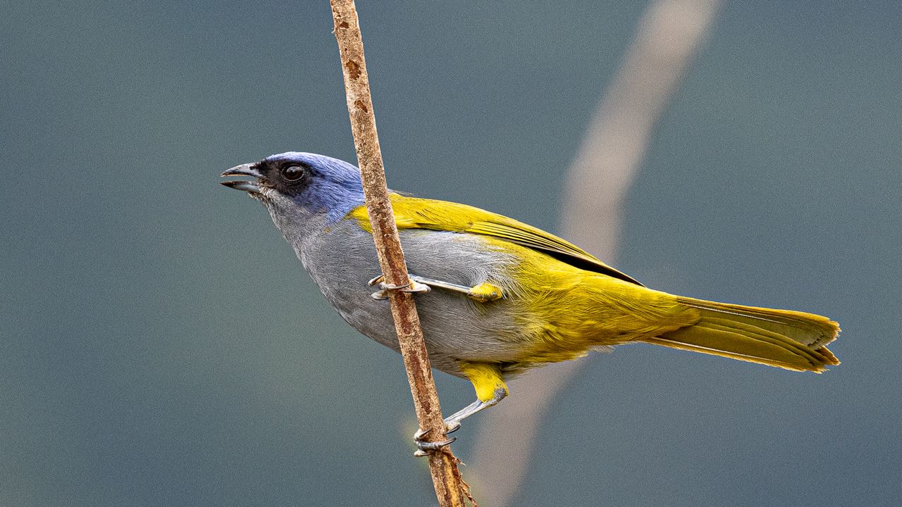 Abra Malaga Birdwatching From Ollantaytambo (6)