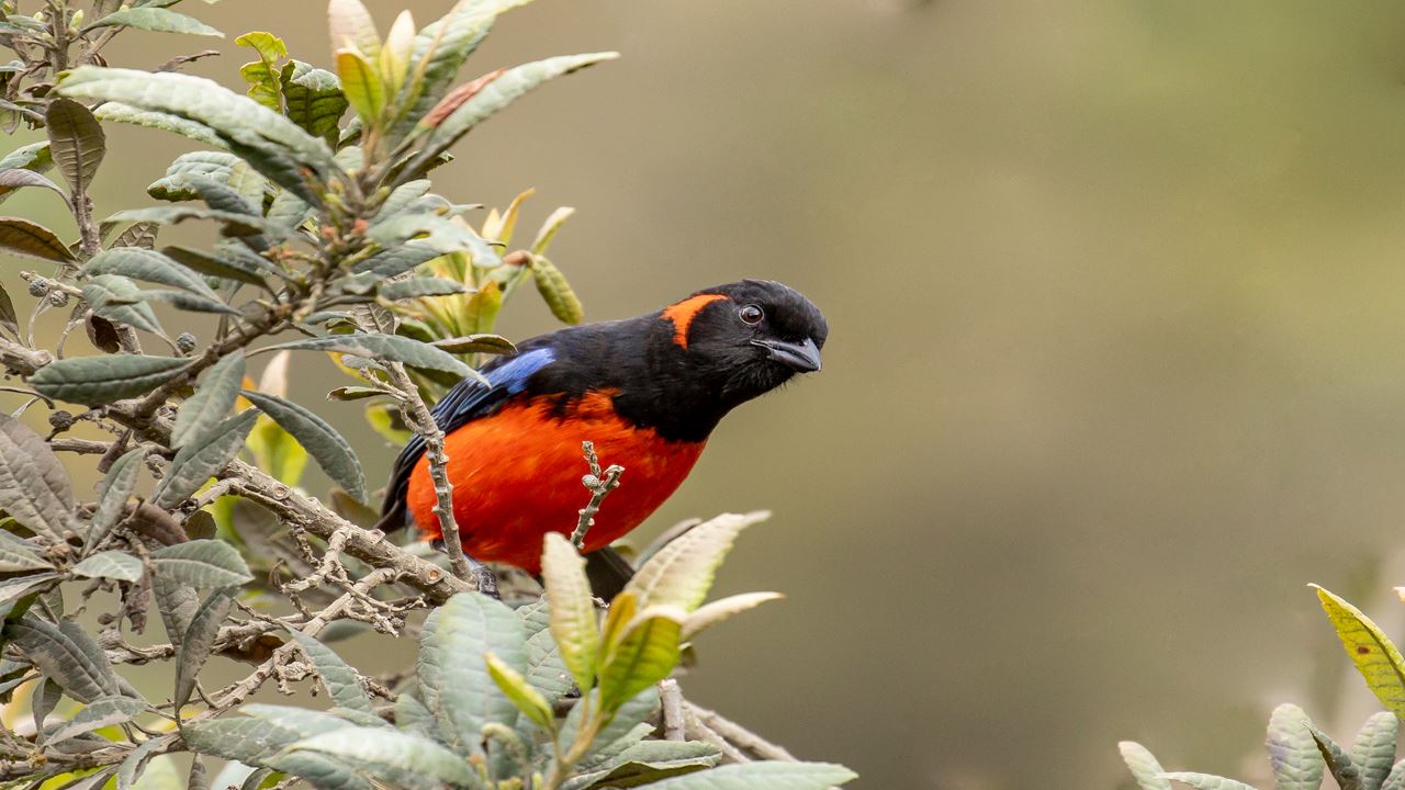 Abra Malaga Birdwatching From Ollantaytambo (9)