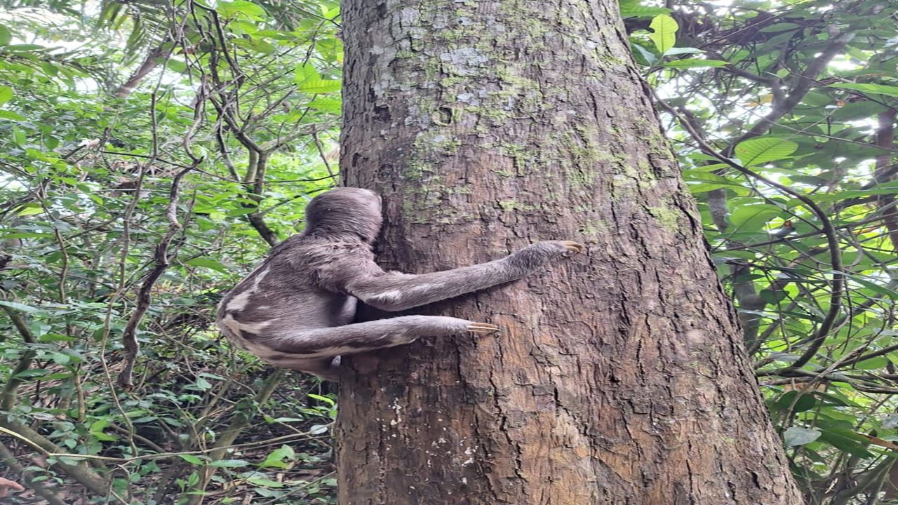 Pacaya Samiria National Reserve foto 3