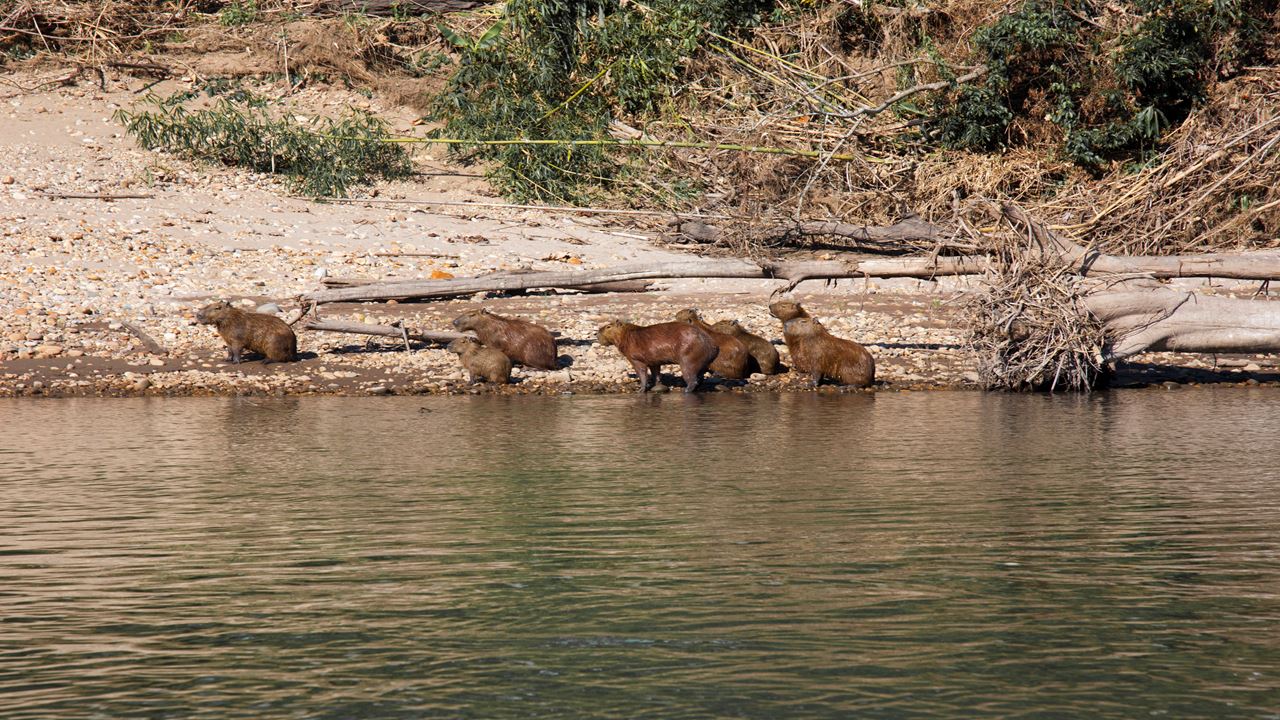 Charmes De L`amazonie De Tambopata foto 3