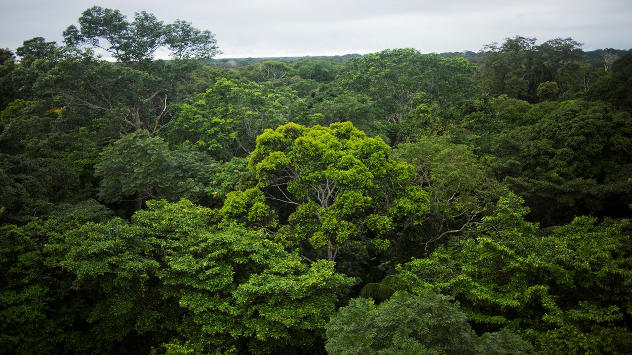Charmes De L`amazonie De Tambopata foto 2
