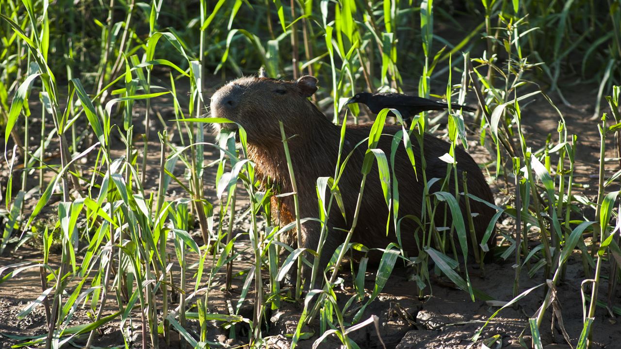 Charmes De L`amazonie De Tambopata foto 6