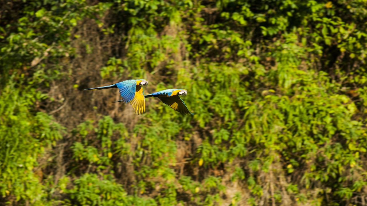 Charmes De L`amazonie De Tambopata foto 4
