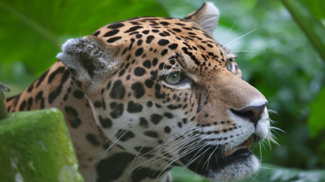 Aventure Dans La Jungle De Tambopata foto 6
