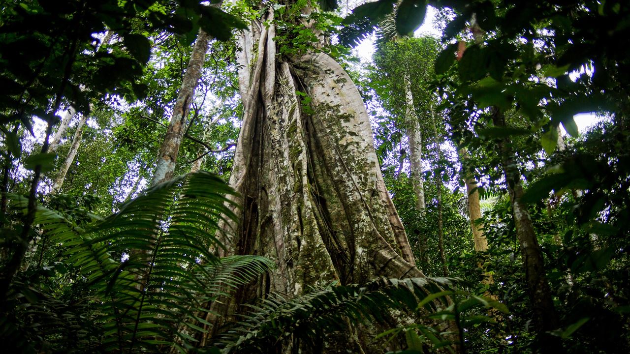 Aventure Dans La Jungle De Tambopata foto 3