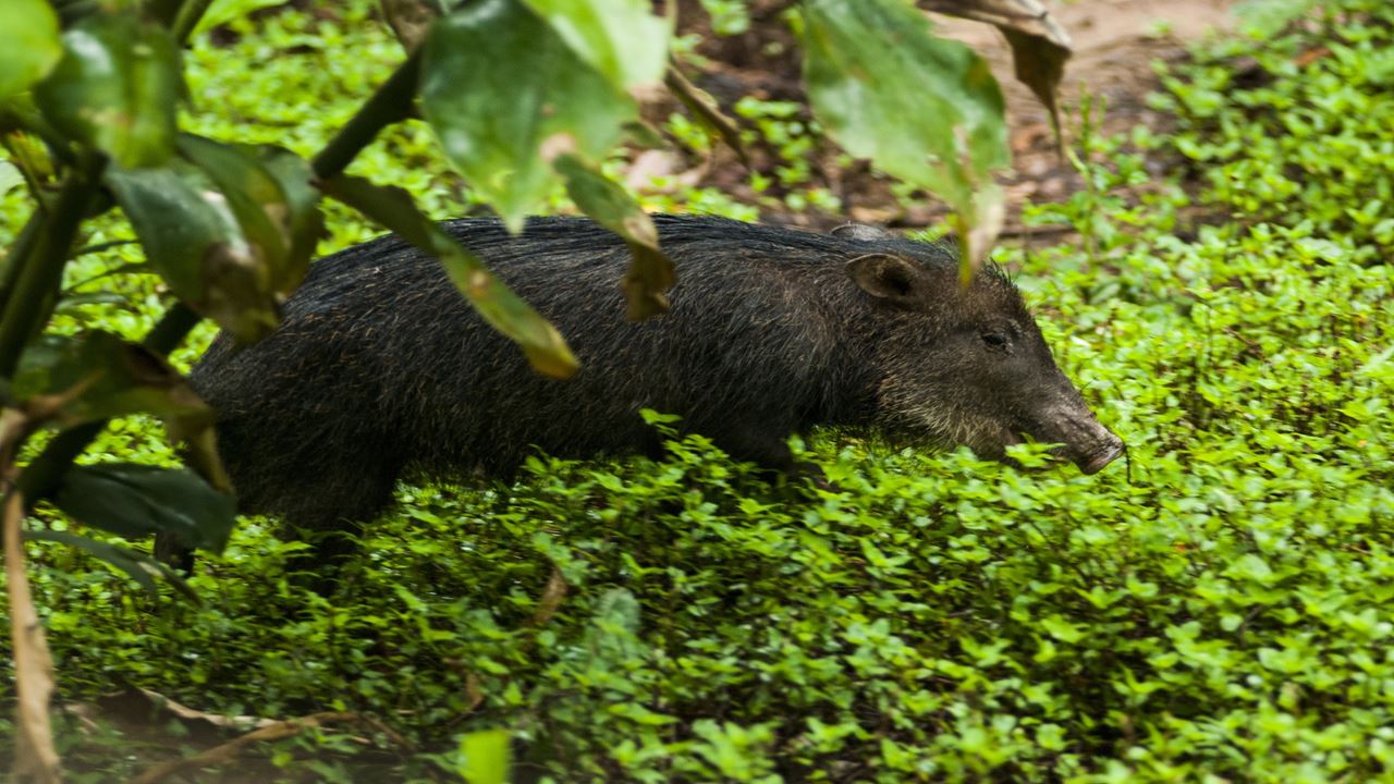 Aventure Dans La Jungle De Tambopata foto 4