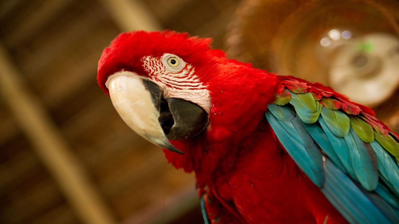 Aventure Dans La Jungle De Tambopata foto 1