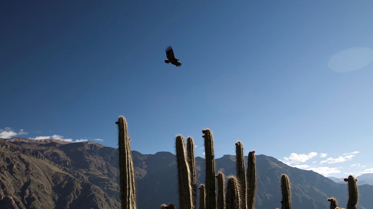 Trekking En El Cañon Del Colca foto 4