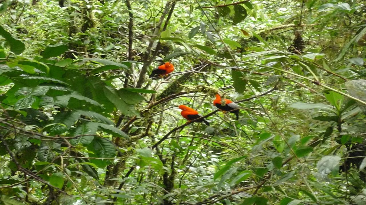 Manu National Park: Weltbiosphärenreservat foto 12
