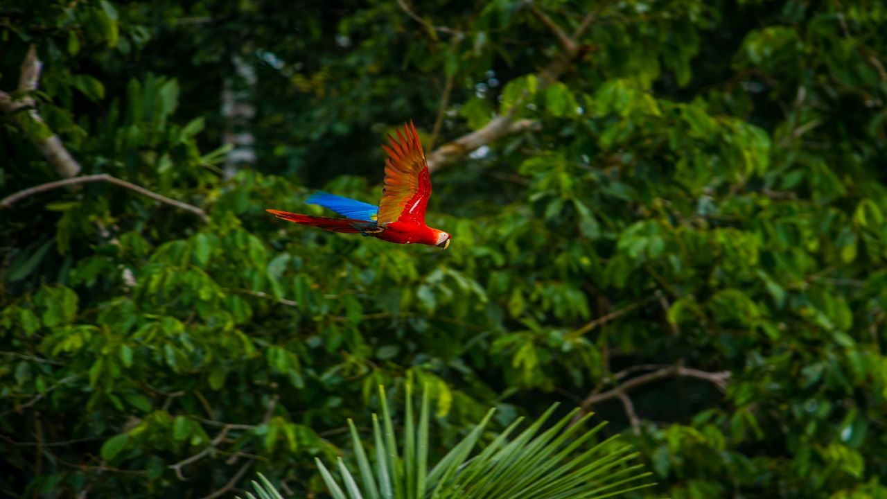 Manu National Park: Weltbiosphärenreservat foto 6