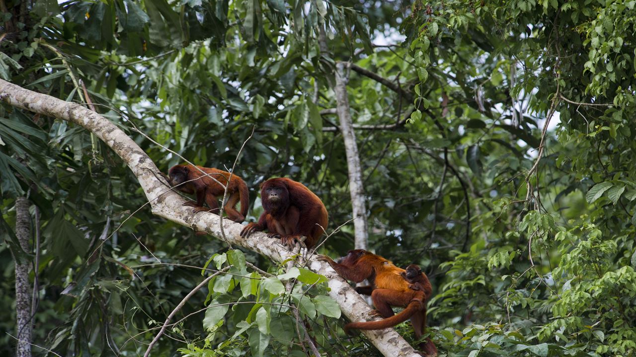 Manu National Park: Weltbiosphärenreservat foto 8
