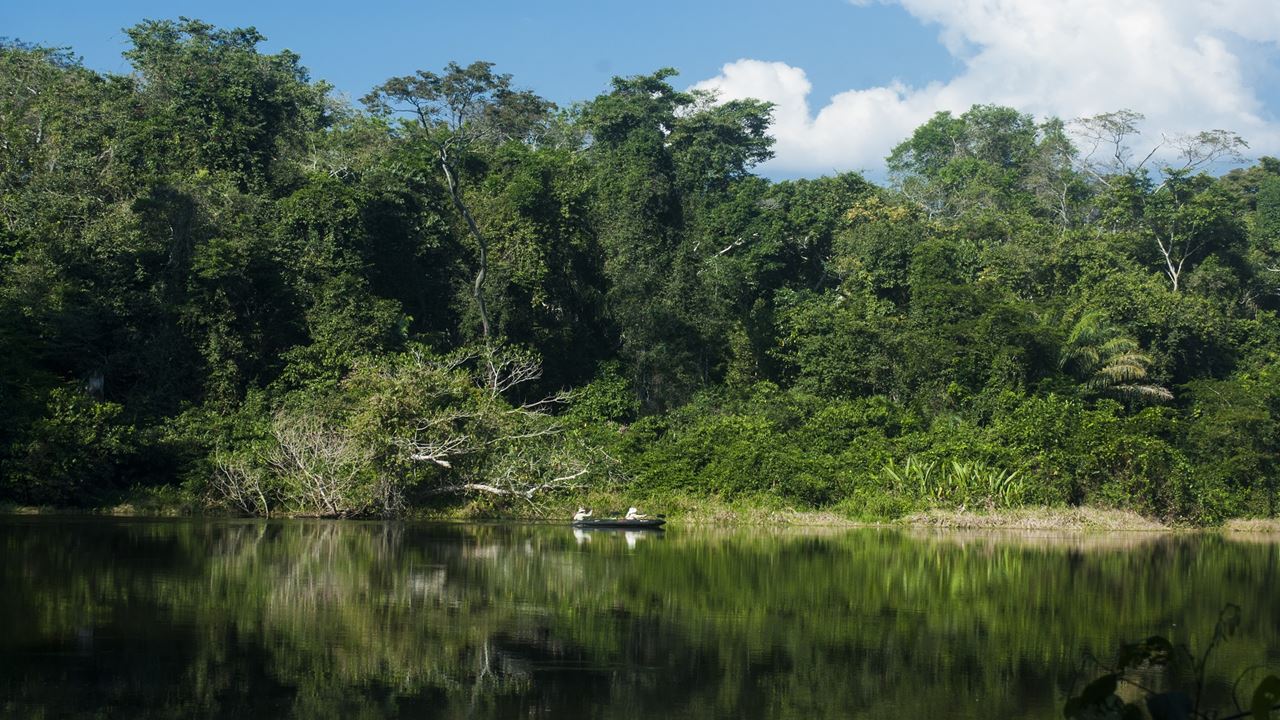 Manu National Park: Weltbiosphärenreservat foto 10