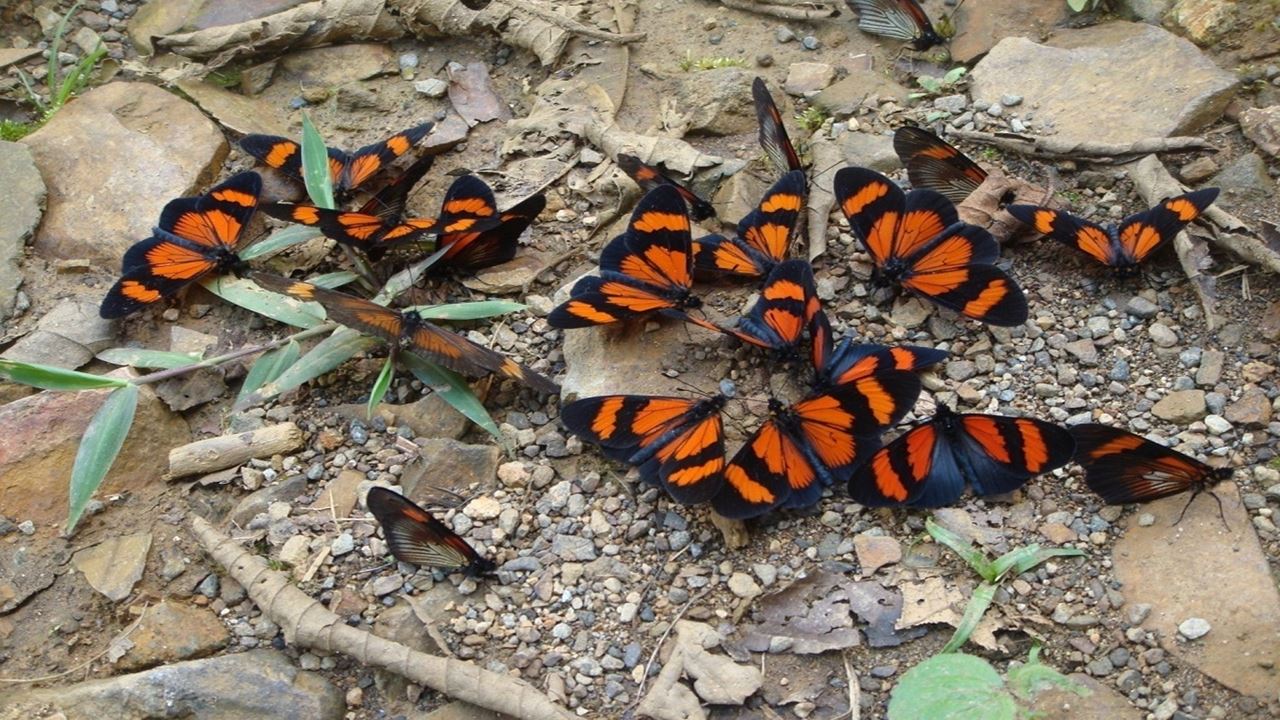 Manu National Park: Weltbiosphärenreservat foto 5