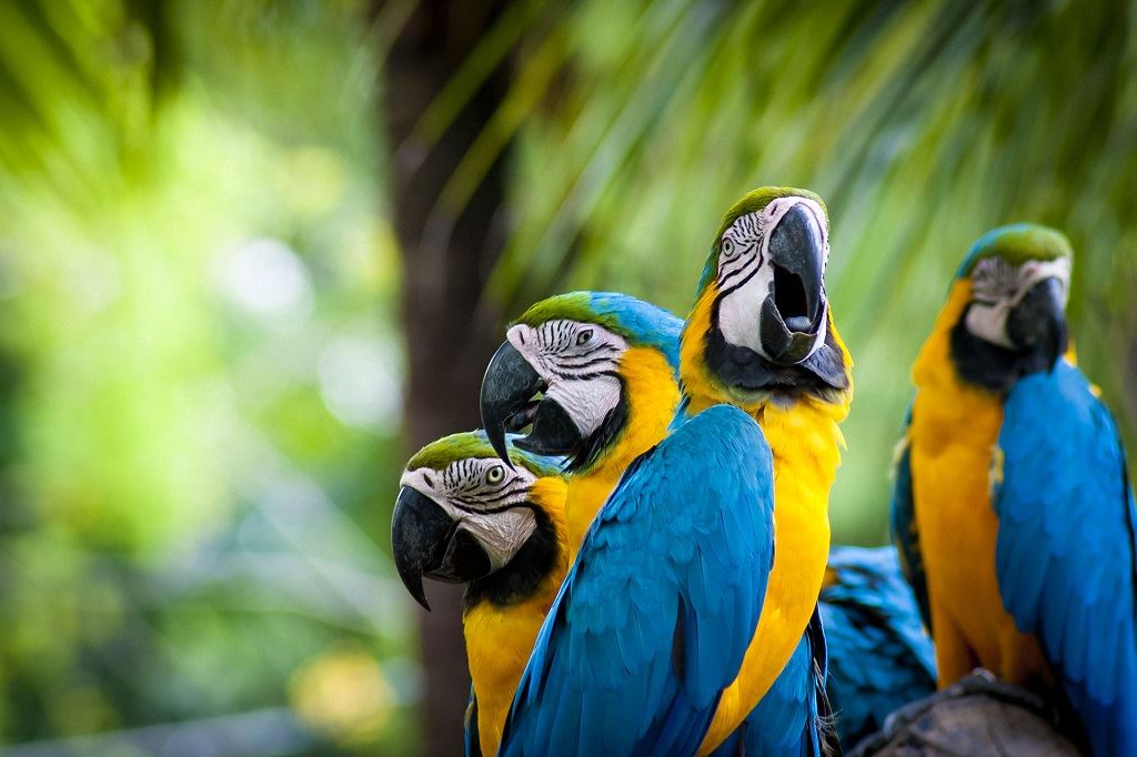 Excursão Clássica Ao Peru E À Floresta Amazônica foto 1