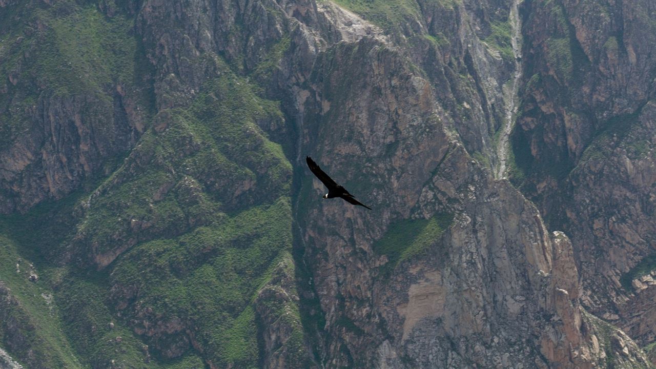 Arequipa Essencial E Cânion Colca foto 3
