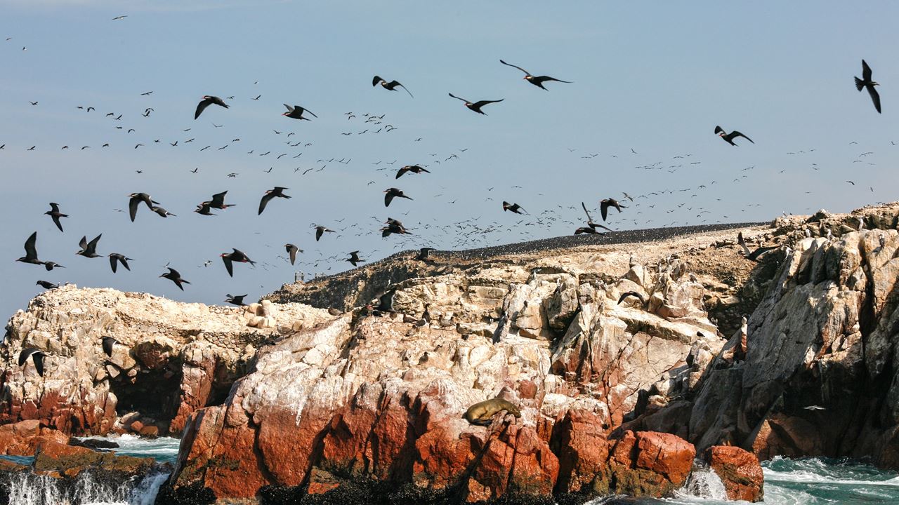 Passeio Pelas Ilhas Ballestas foto 3