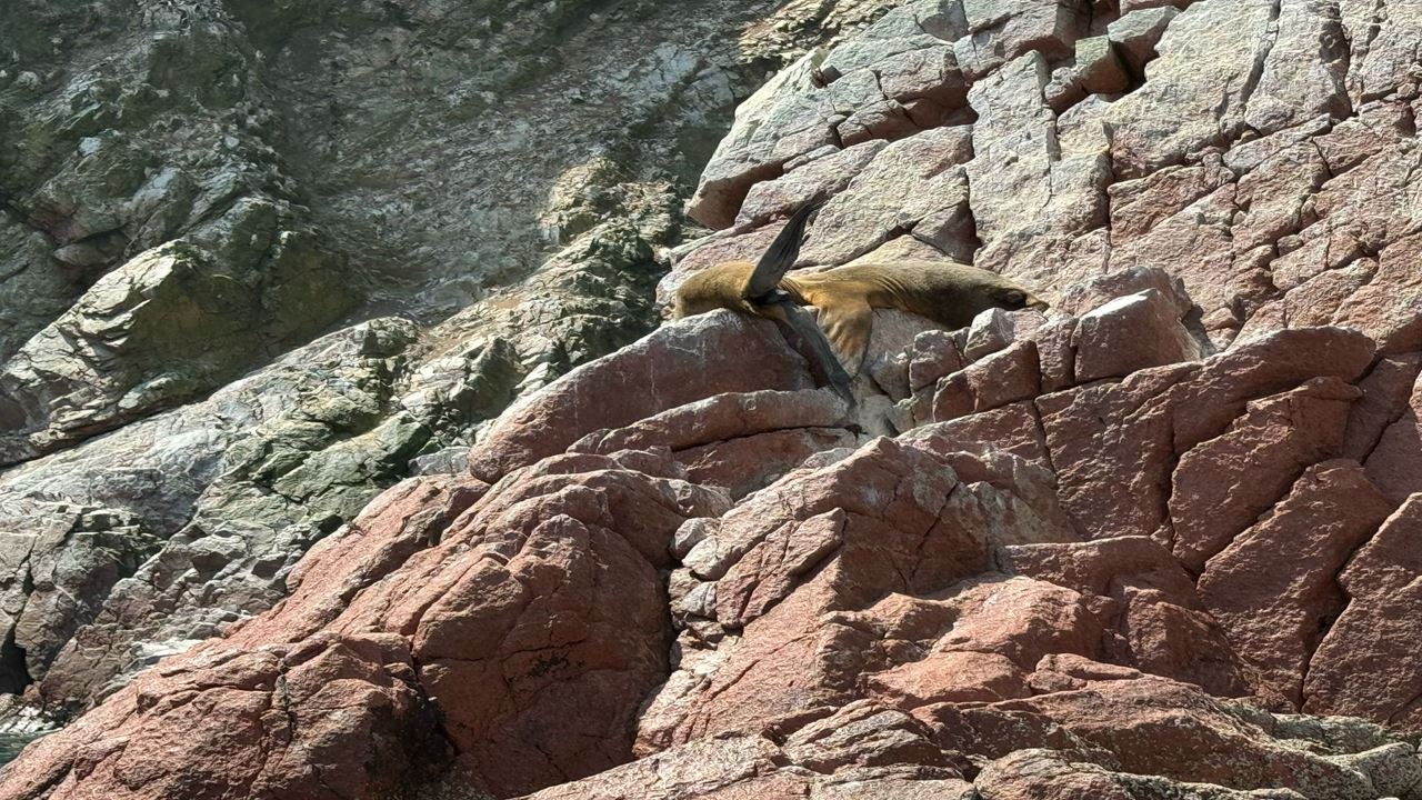 Excursão Às Ilhas Ballestas Saindo De Puerto San Martin foto 13