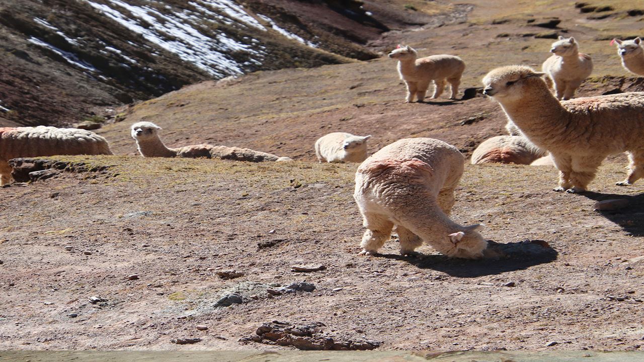 Palccoyo Rainbow Mountain Trek Day Tour In Cusco (9)