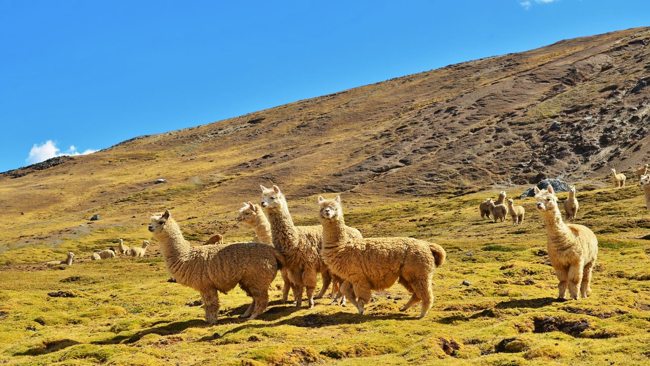 Sacred Valley, Pisac And Ollantaytambo With Lunch (8)