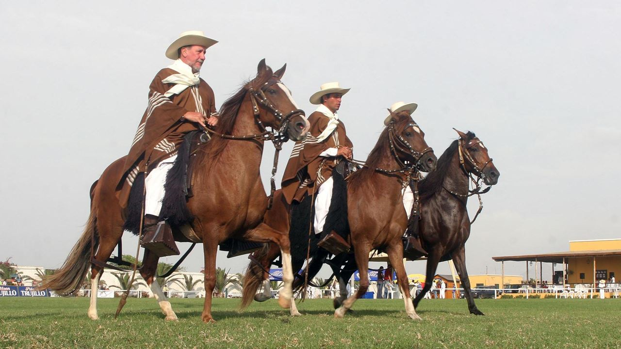 Peruvian Paso Horse & Marinera With Lunch