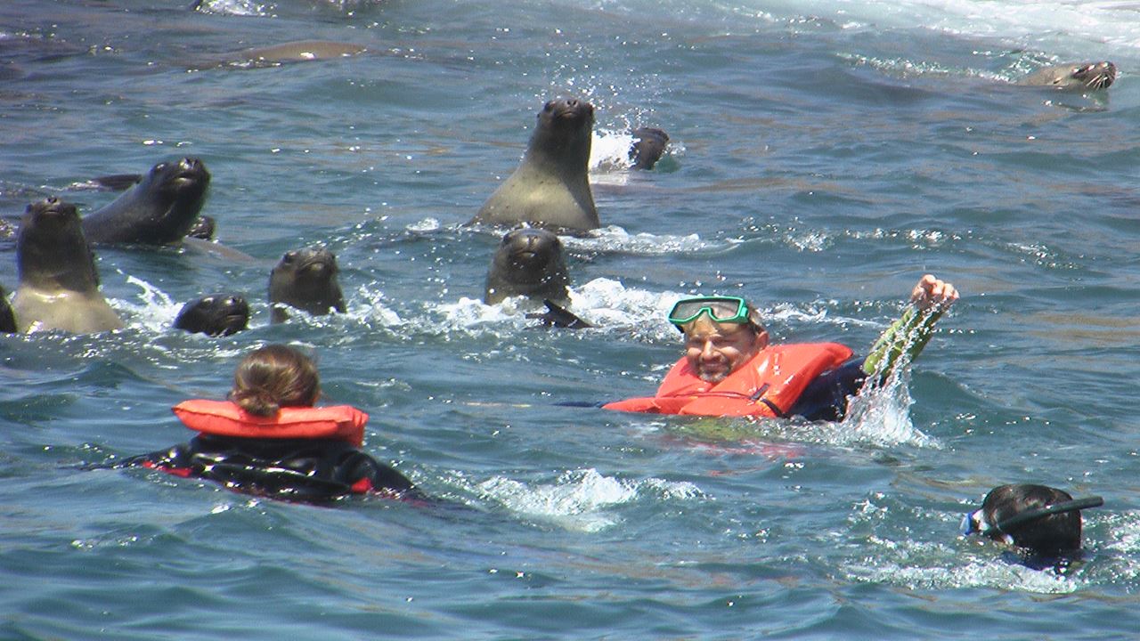 Palomino Islands Sea Lion Swimming Tour From Lima
